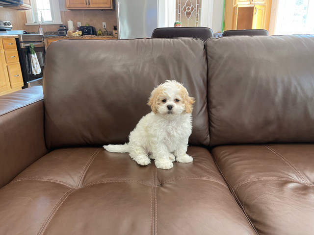 ❤️ Shih-Tzu x Bichon Frise ❤️ Shichon!! READY NOW! in Dogs & Puppies for Rehoming in Hamilton - Image 4