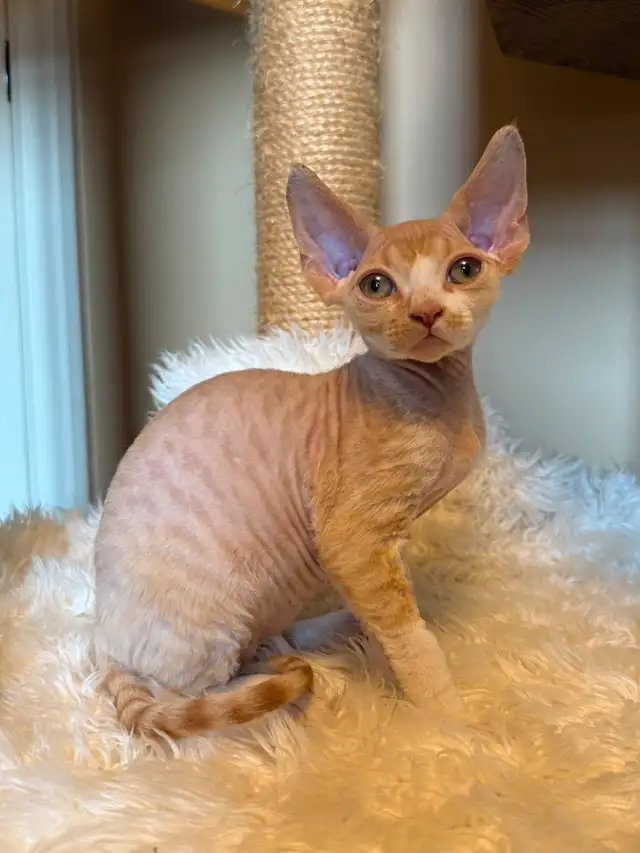 Devon rex & Maine Coon pure race enregistré TICA in Cats & Kittens for Rehoming in Québec City - Image 6
