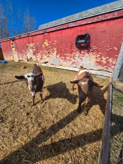Fainting Goats, View more