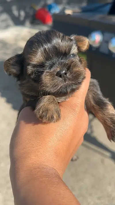 Purebred CKC registered shih tzu pups, ready to go after May 30th. Last two photos will be of parent...