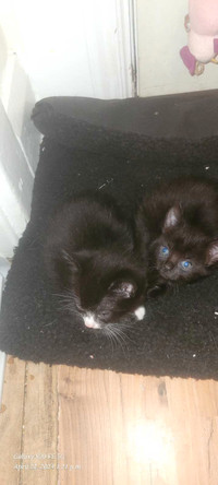 2 kittens left to find loving homes for