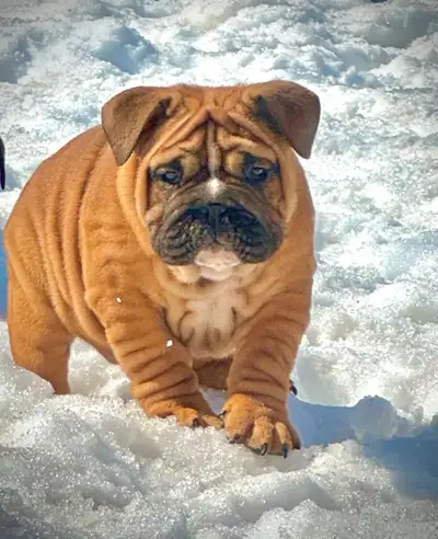 Chiots Bulldog Anglais à vendre - Disponibles immédiatement - Derniere femelle Rouge/Fauve - Vacciné...