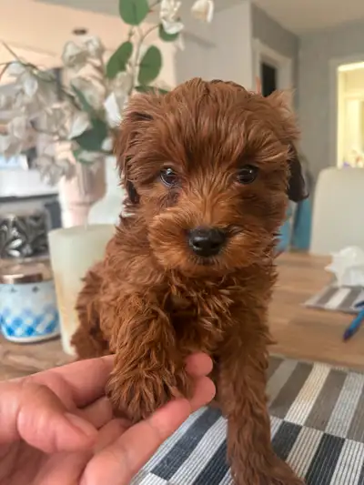 F1bb mini goldendoodle, View more