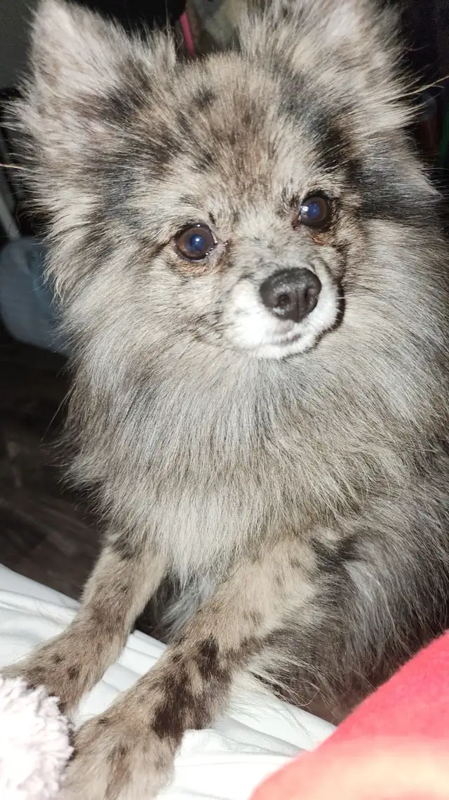 POMS FOR RE-HOMING in Dogs & Puppies for Rehoming in Edmonton - Image 3