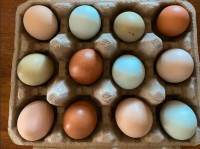 Organic Pastures Raised Farm Fresh Eggs