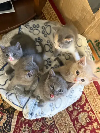 Kittens Looking for Loving Homes, View more