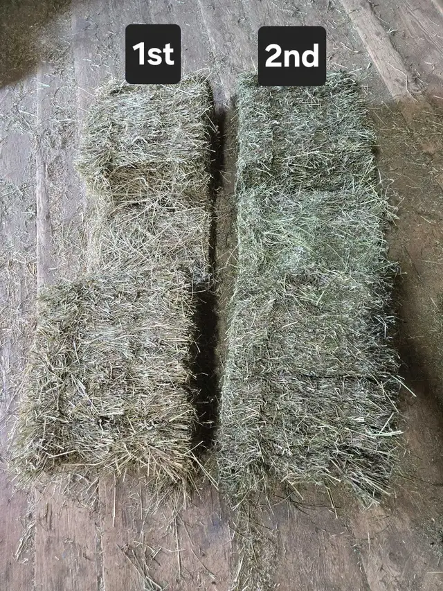 2026 Hay Small Squares 1st cut in Horses & Ponies for Rehoming in Owen Sound - Image 10