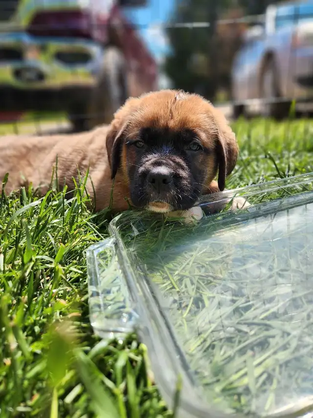 english mastiff puppies in Dogs & Puppies for Rehoming in London - Image 5