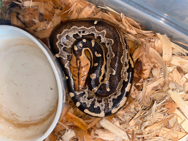 Short tailed pythons in Reptiles & Amphibians for Rehoming in Hamilton - Image 2