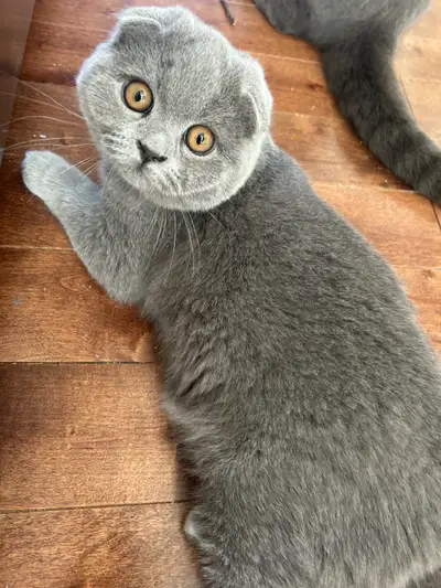 Scottish Fold and Scottish Straight kittens CCA/AFC registered, View more