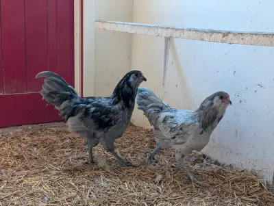 Pure Bred Ameracona Chickens , View more