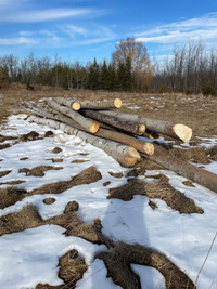 Poplar logs available 