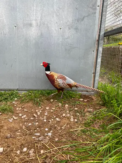 Male ring neck  pheasants, View more