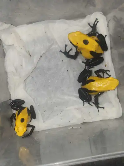 Dendrobates Tinctorious " Citronella" Dart frogs, View more