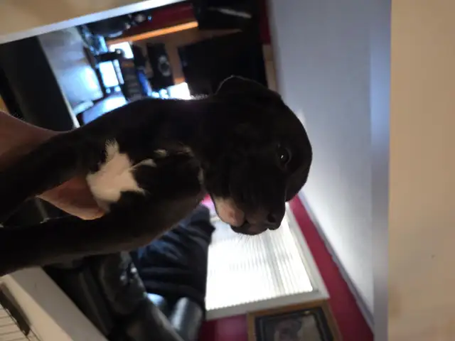 Puppies for sale! in Dogs & Puppies for Rehoming in Calgary - Image 9