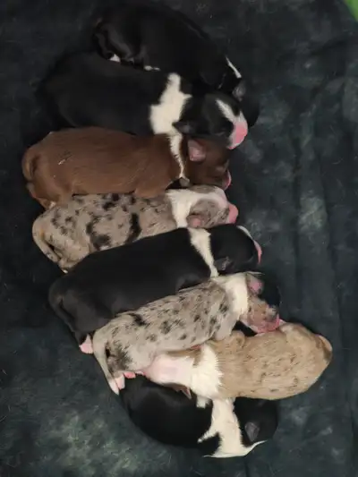 Beautiful Mini Australian shepherds 1 RedTri Male 3 Black Tri Male 1 Black Tri Female 2 Female Blue...