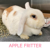 Apple Fritter -  Spayed Female