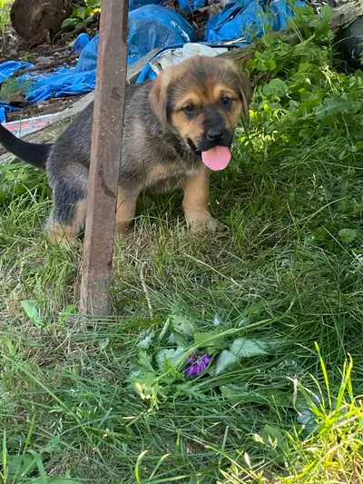Beautiful Large Breed Puppies!!!, View more