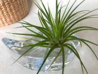 Air Plant in abbott clear glass paisley design plants holder