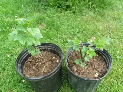 red currant plants, View more