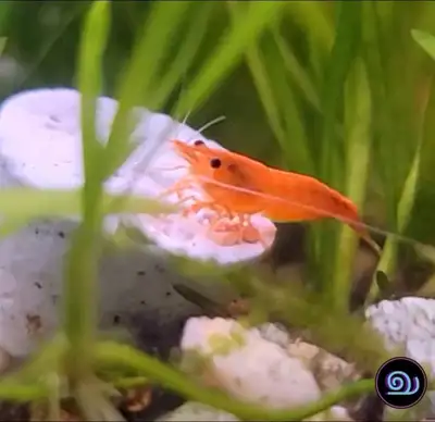 Orange Pumpkin Shrimp, View more
