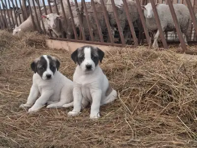 Kangal Livestock Guardian Puppies for sale., View more