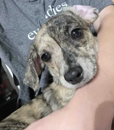 adorable small mix puppies, View more