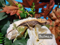 Crested Geckos - Serious Inquiries Only