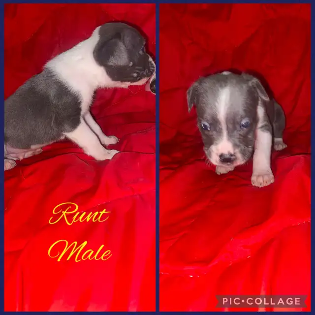 Bullmastiff X GSP in Dogs & Puppies for Rehoming in Moncton - Image 6