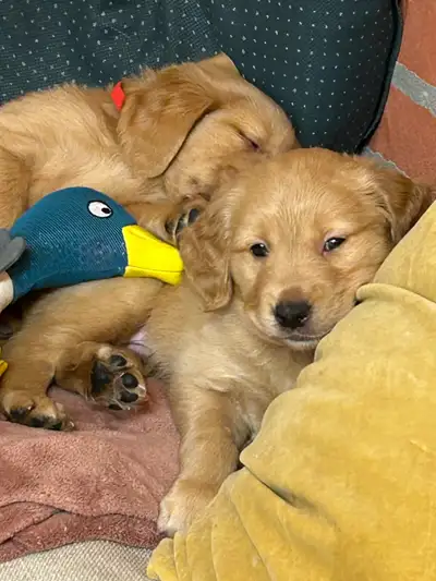 Chiots Golden Retriever, View more