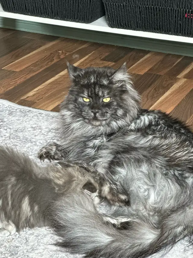 TICA registered Blue female Maine coon