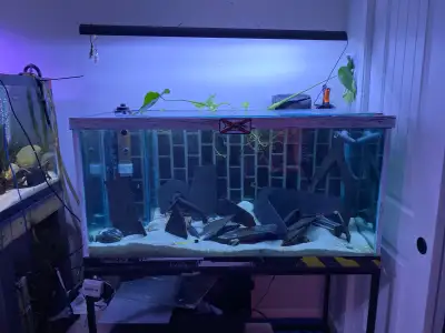 x2  120 gallon aquariums, View more