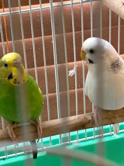 Budgies and cages , View more