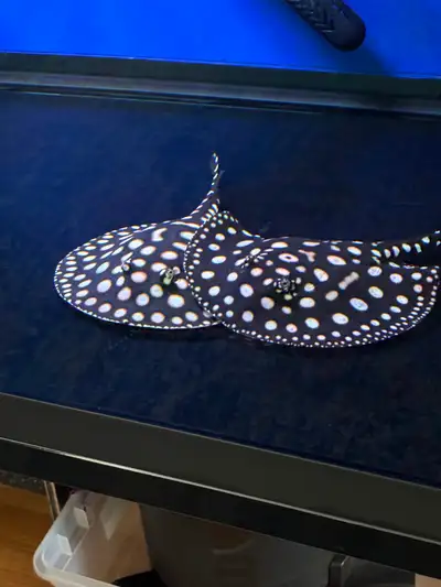 Black Diamond stingrays pair, View more