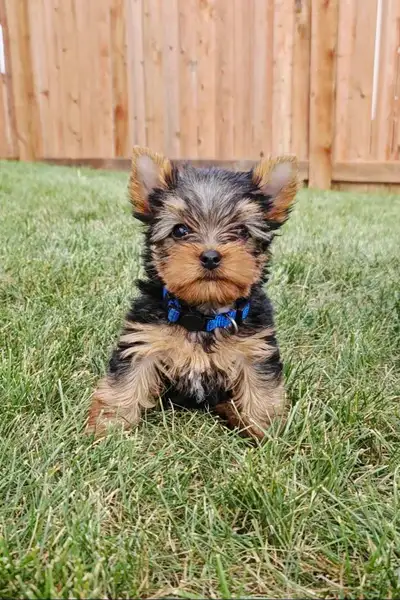 CKC REGISTERED YORKSHIRE TERRIER , View more