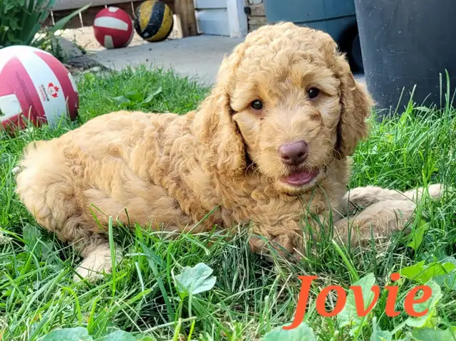 F1BB Goldendoodle Puppies in Dogs & Puppies for Rehoming in Brantford - Image 7