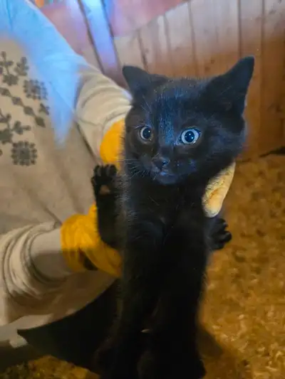 12 week old kitten, View more