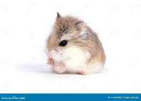 Looking for a male Roborovski hamster