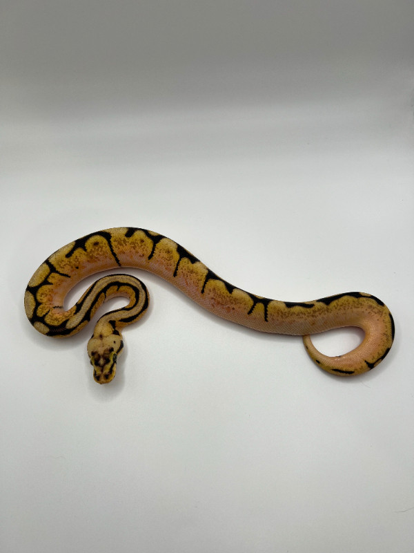 Envious Exotics 2024 Availability: March Sale :D in Reptiles & Amphibians for Rehoming in Thunder Bay - Image 4