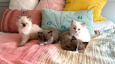 TICA registered Ragdoll Kittens, View more