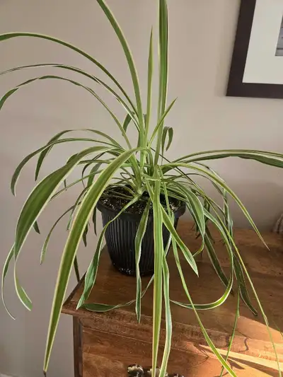 Varigated Spider Plant, View more