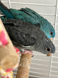 1 grey Linnie, lineolated parakeet for sale