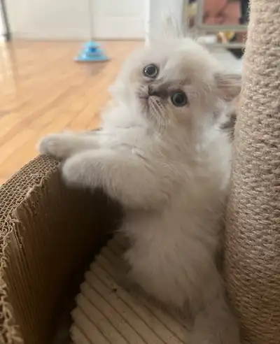 dollface persian kitten, View more