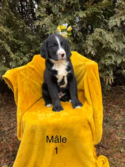 Magnifiques chiots Labernois, View more