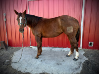 2013 AQHA Mare - Trail Horse