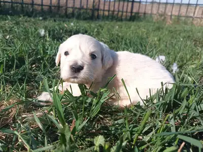 ONLY ONE PUPPY LEFT Golden Retriever English Cream Puppies, View more