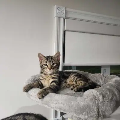 2 chaton disponible maintenant , View more