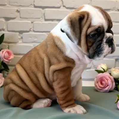 CKC English Bulldog   Champion Bloodline  ready middle of May, View more