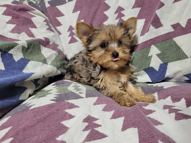 1 beautiful merle yorkie puppy left in Dogs & Puppies for Rehoming in Kitchener / Waterloo - Image 2