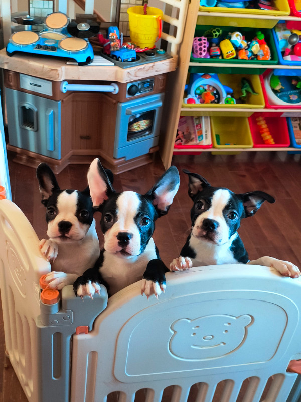 Frenchton Puppies in Dogs & Puppies for Rehoming in Charlottetown
